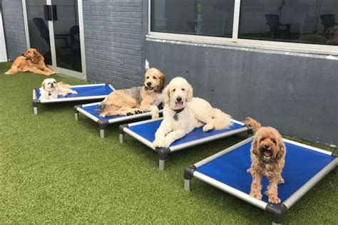 Playtime pet resort - Jul 4, 2023 · Pickup and Drop-Off Information. Check-in time begins at 1:00 pm. Check-out time is between 9:00 AM to 12:00 pm. Early check-in fee per dog is $10 per pet. Afternoon pickup fee per dog is $18 per pet (check-out after 12pm) Additional fees apply per request if your dog is picked up or dropped off outside our normal business hours. 